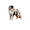 Australian Shepherd
