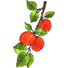 Äpfel