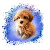 maltipoo, malteser, hund , Malerei,doodle