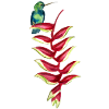 Lille botanisk akvarel COLIBRI på HELICONIA