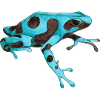 Poison frog