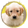 chiot