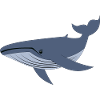 Blue Whale, Whale