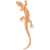 Sandy Salamander