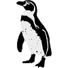 Humboldt Penguin