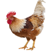 Rooster