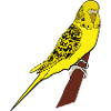 Perruche jaune Wellis amoureux