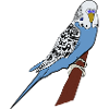 Wellensittich Blau Vogel Haustier Geschenkidee