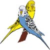 Perruches bleu jaune amoureux