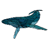 Humpback whale blanko