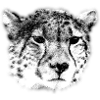 Gepard Portrait