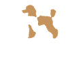 poodle