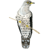 cuckoo