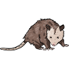 Opossum