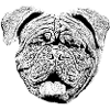 Stor dansker Bulldog Bordeaux Stor dansker hund hoved