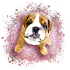 bulldog ,pink ,graffiti , chiot,mops
