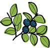 Bilberries