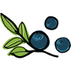 Bilberries fruit
