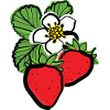 Strawberries fruits