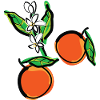 Mandarin orange fruits