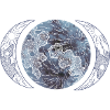 Phases of the moon