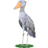 Steffen, shoe beak