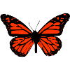 Butterfly Art Detailed, High Contrast