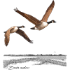 Canada geese