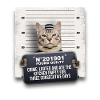 Criminal cat