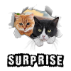 Surprise of cats