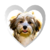 Havanese - Havanese Dog