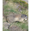 Marmot