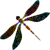 Libellule