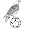 Eagles / Soccer