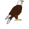 eagle