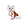 Non sono un cane, sono un bambino maltese divertente