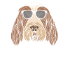 Spinone Italiano Hunting Dog