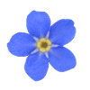forget-me-not