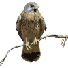 HGWild - Kestrel