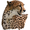 cheetah