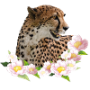 cheetah