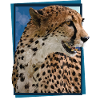 cheetah
