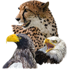 Cheetah and pygmies
