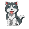 Husky chiot
