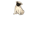 Pug Dog Love