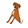 Rhodesian Ridgeback Shirt