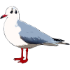 gull