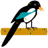 magpie