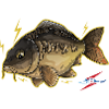 Carp design LBS