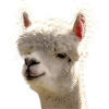 Alpaca Alpaka